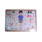 Pre Nursery Puzzles (Bodyparts, Transport, Veg, Fruits)